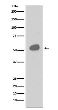 CD14 Rabbit Monoclonal Antibody