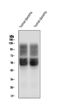 SLC2A1 Mouse Monoclonal Antibody