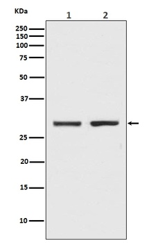 Bcl-XL BCL2L1/XL Rabbit Monoclonal Antibody
