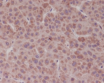 Bcl-XL BCL2L1/XL Rabbit Monoclonal Antibody