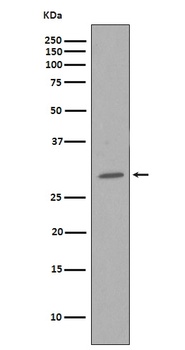 CDK1/Cdc2 Rabbit Monoclonal Antibody