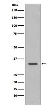 CDK1/Cdc2 Rabbit Monoclonal Antibody