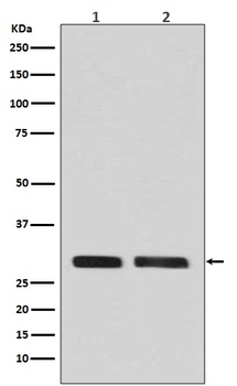 CDK1/Cdc2 Rabbit Monoclonal Antibody