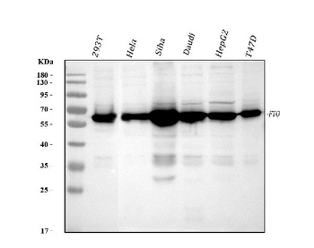 FTO Rabbit Monoclonal Antibody