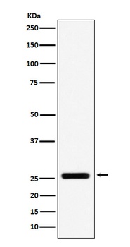 FADD Rabbit Monoclonal Antibody