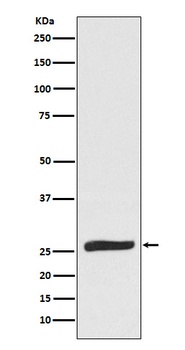 FADD Rabbit Monoclonal Antibody