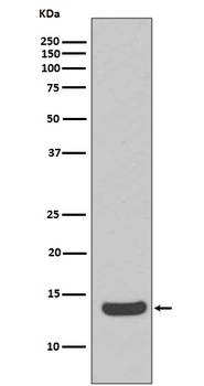 Histone H2A.X H2AFX/H2A Rabbit Monoclonal Antibody