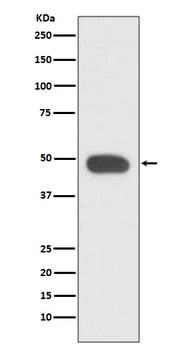 PAX6 Rabbit Monoclonal Antibody