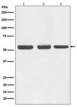 Beclin 1 BECN1 Rabbit Monoclonal Antibody