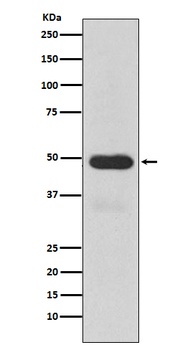 Cytochrome P450 3A4 CYP3A4 Rabbit Monoclonal Antibody