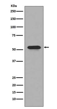 CD4 Rabbit Monoclonal Antibody