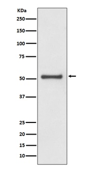 TRAF2 Rabbit Monoclonal Antibody