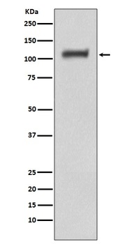 Daxx Rabbit Monoclonal Antibody