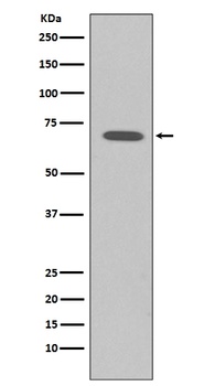 Raf1 Rabbit Monoclonal Antibody