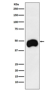 CD2 Rabbit Monoclonal Antibody