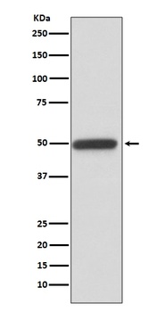 Cyclin A2 Rabbit Monoclonal Antibody