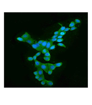 APOBEC3G Mouse Monoclonal Antibody