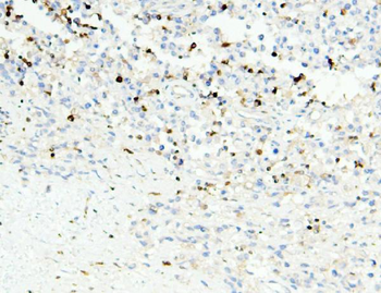 APOBEC3G Mouse Monoclonal Antibody