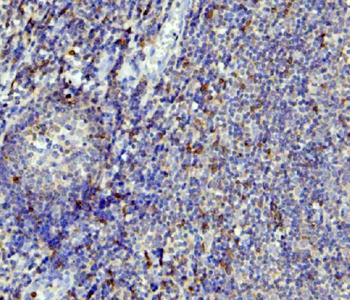 APOBEC3G Mouse Monoclonal Antibody