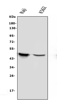 APOBEC3G Mouse Monoclonal Antibody