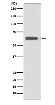 SOX10 Rabbit Monoclonal Antibody