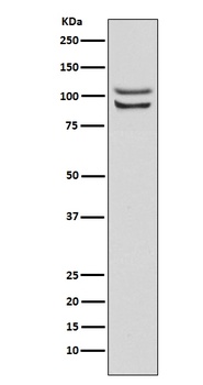 FGFR4 Rabbit Monoclonal Antibody
