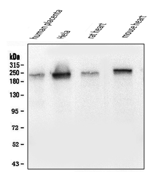 Collagen III/COL3A1 Mouse Monoclonal Antibody