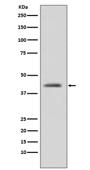 GSK3 beta Rabbit Monoclonal Antibody