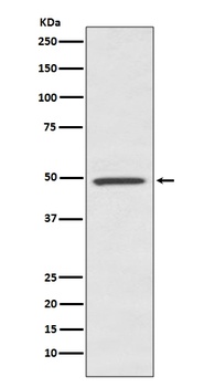 BMP7 Rabbit Monoclonal Antibody