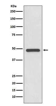 PAX8 Rabbit Monoclonal Antibody