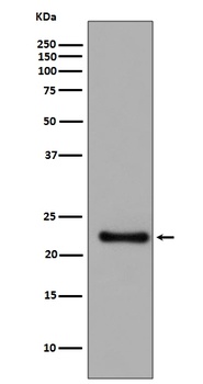 GPX1/Glutathione Peroxidase 1 Rabbit Monoclonal Antibody (Peroxidase)