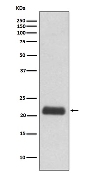 GPX1/Glutathione Peroxidase 1 Rabbit Monoclonal Antibody (Peroxidase)