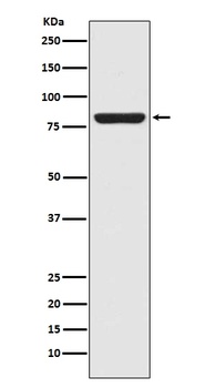 STAT5a Rabbit Monoclonal Antibody