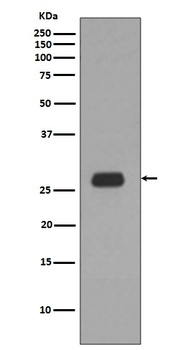 Prohibitin PHB Rabbit Monoclonal Antibody