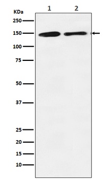 mSin3A Rabbit Monoclonal Antibody