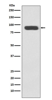 Ku80 XRCC5 Rabbit Monoclonal Antibody