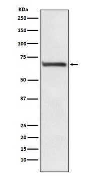 RPA70 Rabbit Monoclonal Antibody