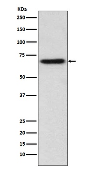 ITK Rabbit Monoclonal Antibody