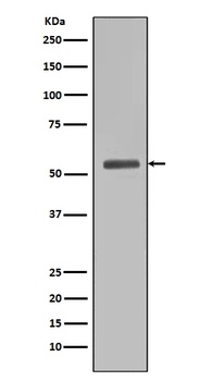 Smad5 Rabbit Monoclonal Antibody