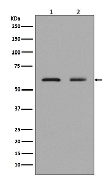 ELK1 Rabbit Monoclonal Antibody