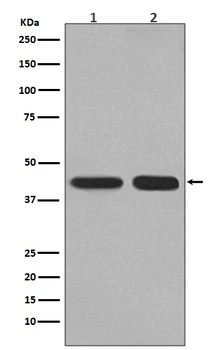 PGK1 Rabbit Monoclonal Antibody