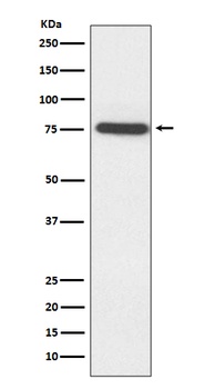 MAP3K7 Rabbit Monoclonal Antibody
