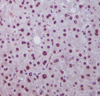 Hes1 Rabbit Monoclonal Antibody