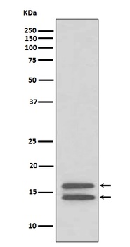 LC3B MAP1LC3B Rabbit Monoclonal Antibody