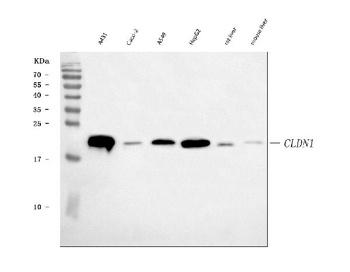 Claudin 1/CLDN1 Rabbit Monoclonal Antibody