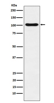 DNA Ligase IV Rabbit Monoclonal Antibody