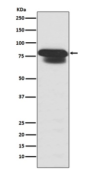 PIAS1+PIAS2+PIAS3/PIAS1 Rabbit Monoclonal Antibody