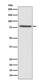 Ezrin Rabbit Monoclonal Antibody
