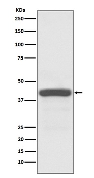 Apg3 Rabbit Monoclonal Antibody