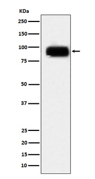 CD166 Rabbit Monoclonal Antibody